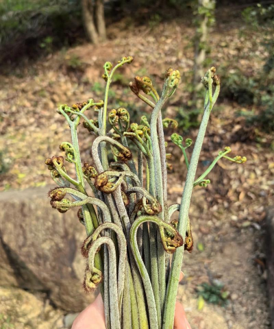 板栗寄生树防治，识别危害，科学处理