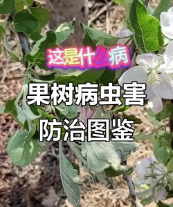 板栗寄生树防治，识别危害，科学处理