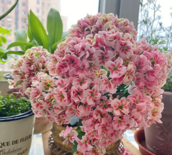 北京绿化设计，提升城市环境，改善居民生活