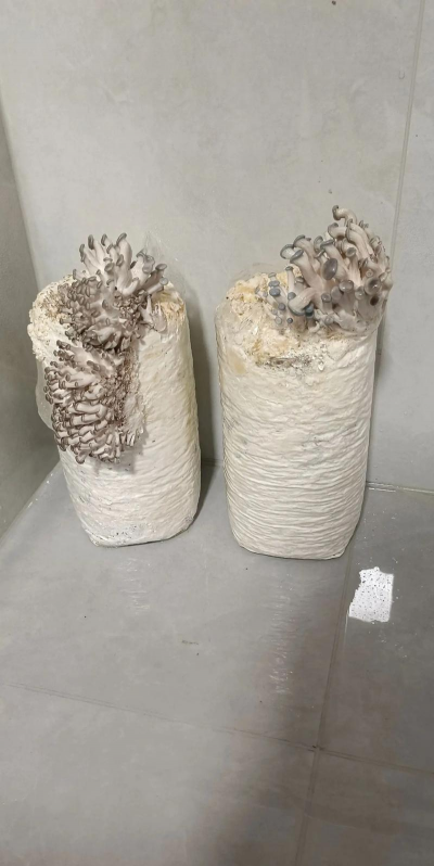 北京绿化设计，提升城市环境，改善居民生活