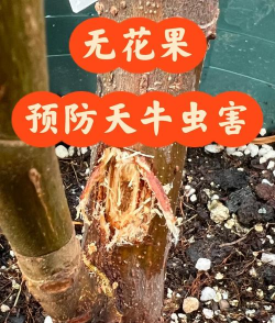 北京绿化设计，提升城市环境，改善居民生活