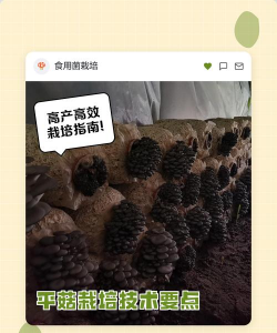 北京绿化设计，提升城市环境，改善居民生活