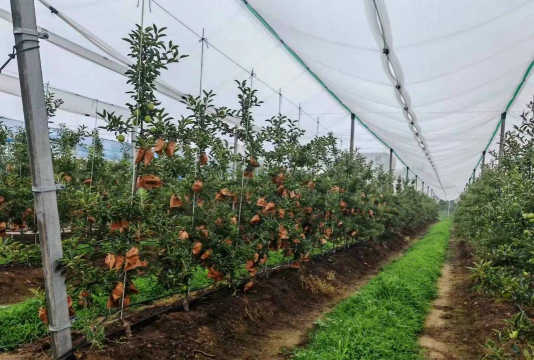 矮化苹果栽培技术，选对品种，掌握方法