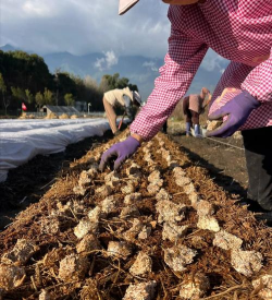 北京绿化设计，提升城市环境，改善居民生活