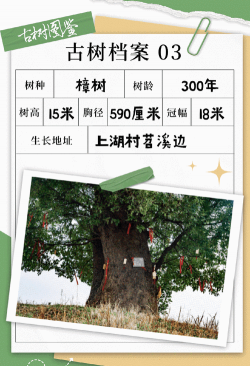 海棠树害虫防治，常见虫害识别，有效治理方法