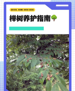 平安树的防治，常见问题解析，实用方法分享