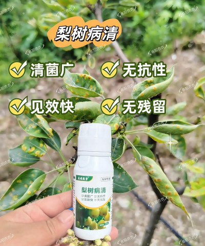 平安树的防治，常见问题解析，实用方法分享