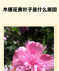 月季花应该怎么养，掌握关键技巧，轻松花开满园