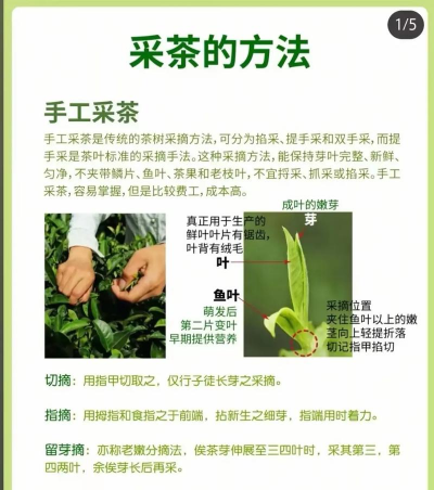 月季花应该怎么养，掌握关键技巧，轻松花开满园