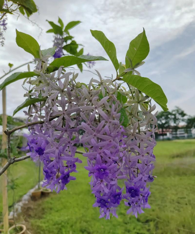 月季花应该怎么养，掌握关键技巧，轻松花开满园