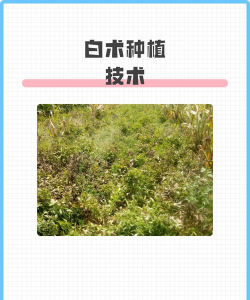 月季花应该怎么养，掌握关键技巧，轻松花开满园