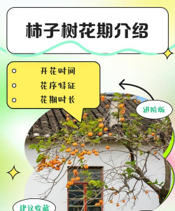 西红柿栽培技术视频，掌握关键步骤，轻松种出好番茄