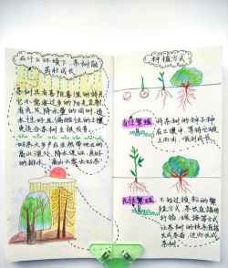 西红柿栽培技术视频，掌握关键步骤，轻松种出好番茄