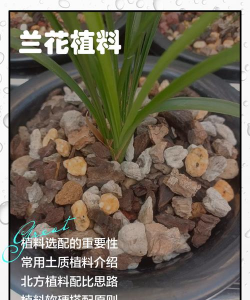 西红柿栽培技术视频，掌握关键步骤，轻松种出好番茄