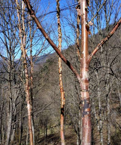 西红柿栽培技术视频，掌握关键步骤，轻松种出好番茄