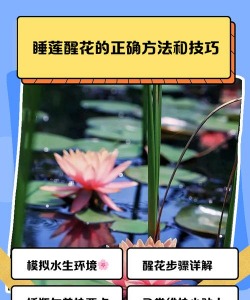 长寿花怎么养棒棒糖，造型技巧分享，新手也能学会