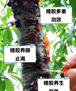树滴油怎么防治,找准原因,对症下药 树滴油怎么防治,找准原因,对症下药