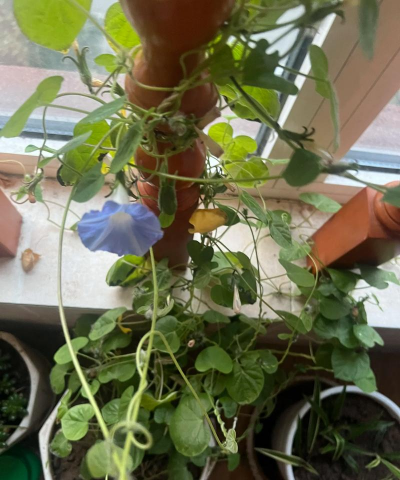 牵牛花冬天怎么养，防寒保暖技巧，安全过冬方法