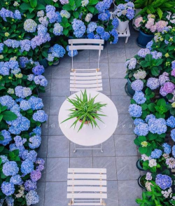 树虱子防治办法，识别虫害特征，选择有效药剂