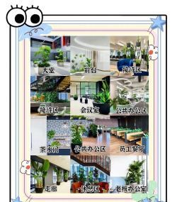 长寿花怎么养棒棒糖，造型技巧分享，新手也能学会