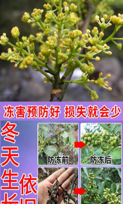 茉莉花的栽培方法，轻松上手，花开满园
