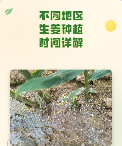 月季花应该怎么养，掌握关键技巧，轻松花开满园