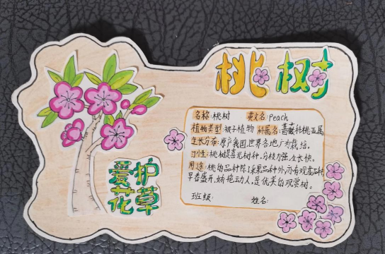 月季花应该怎么养，掌握关键技巧，轻松花开满园
