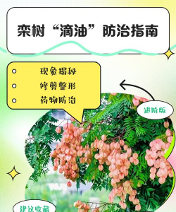 月季花应该怎么养，掌握关键技巧，轻松花开满园