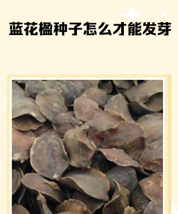 月季花应该怎么养，掌握关键技巧，轻松花开满园