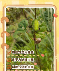 茉莉花的栽培方法，轻松上手，花开满园