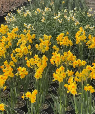 金水仙开过花怎么养,延长花期,保持健康 金水仙开过花怎么养,延长花期,保持健康