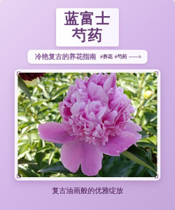 蓝富士芍药花怎么养，掌握关键技巧，花开更艳丽