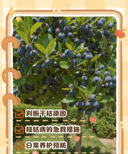 蓝莓树死树防治方法，找准原因，及时补救