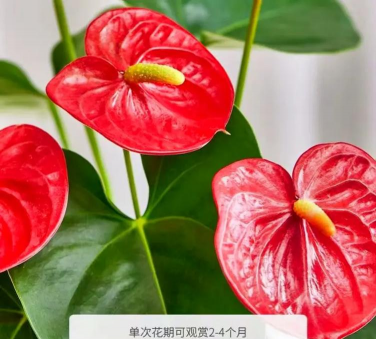 板栗寄生树防治，识别危害，科学处理