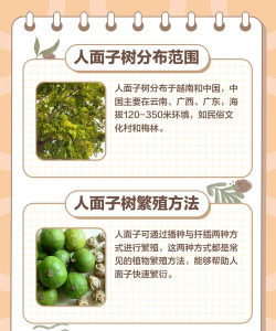 人面树虫害防治,识别常见害虫,掌握有效方法 人面树虫害防治,识别常见害虫,掌握有效方法