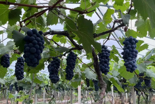 巨峰葡萄栽培技术,掌握关键要点,轻松收获甜蜜果实 巨峰葡萄栽培技术,掌握关键要点,轻松收获甜蜜果实