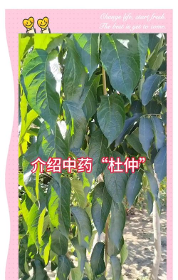 北京绿化设计，提升城市环境，改善居民生活