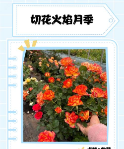 北京绿化设计，提升城市环境，改善居民生活