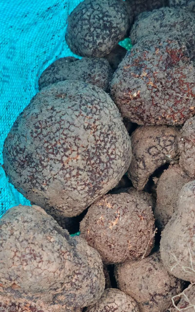 北京绿化设计，提升城市环境，改善居民生活