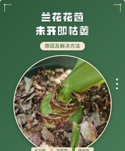 紫薇树蚜虫防治，识别虫害特征，掌握有效方法