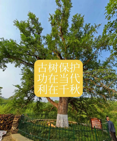 紫薇树蚜虫防治，识别虫害特征，掌握有效方法