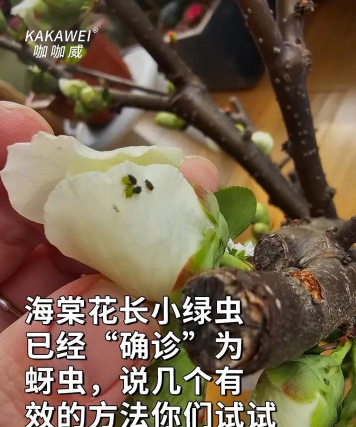 海棠树害虫防治，常见虫害识别，有效治理方法