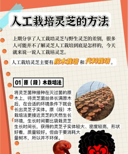 灵芝的栽培，掌握关键步骤，轻松收获高品质