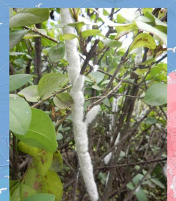 紫薇树蚜虫防治，识别虫害特征，掌握有效方法