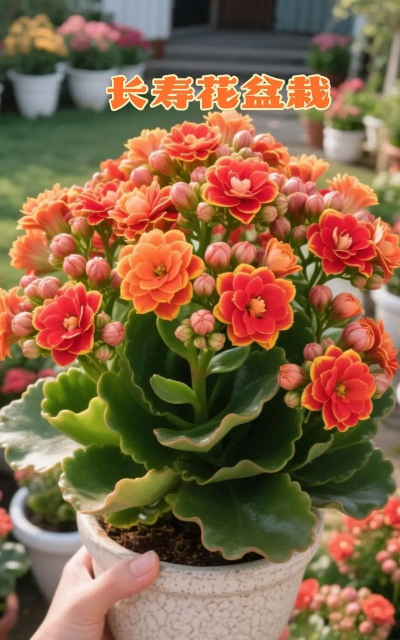 紫薇树蚜虫防治，识别虫害特征，掌握有效方法