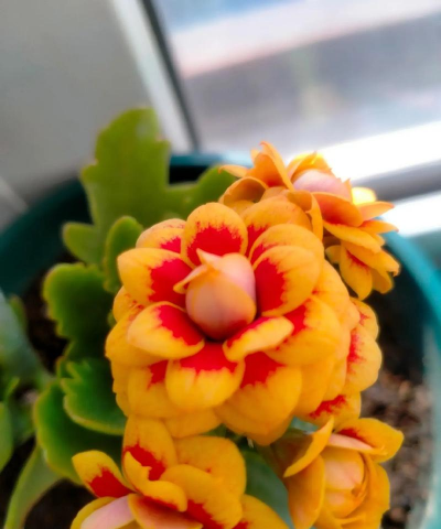 长寿花洛桑女神怎么养,掌握关键技巧,轻松爆盆开花 长寿花洛桑女神怎么养,掌握关键技巧,轻松爆盆开花