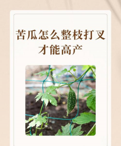 苦瓜树死树怎么防治,找准原因,对症下药 苦瓜树死树怎么防治,找准原因,对症下药
