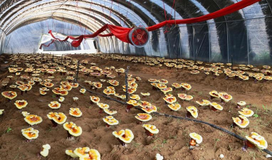 灵芝的栽培方法,掌握关键步骤,轻松收获高品质 灵芝的栽培方法,掌握关键步骤,轻松收获高品质