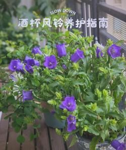 紫风铃紫藤花怎么养,掌握关键技巧,轻松打造梦幻花廊 紫风铃紫藤花怎么养,掌握关键技巧,轻松打造梦幻花廊