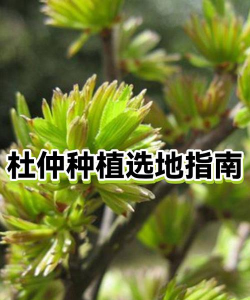 杜仲栽培技术,选对方法,轻松上手 杜仲栽培技术,选对方法,轻松上手